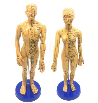 Модел меридиана на човешката акупунктурная точка на модел на човешкото тяло 50 см Медицински Образователни уреди мъж жена 2 елемента